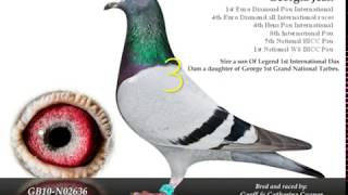 worlds top 10 racing pigeons [upl. by Ainslie403]