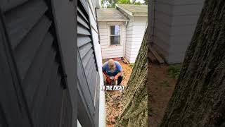 Cutting down a dangerous 200yearold tree treefelling logging arborist [upl. by Simone]