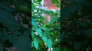 New tomatoes youtubeshorts shortvideo [upl. by Arita]