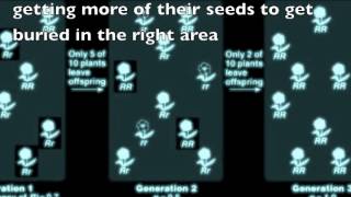 Genetic Drift  A Brief but Thorough Explanation [upl. by Figone]