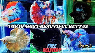 THAILAND IMPORTED OHM BETTA FISH 🐟 Catalogue  TOP 10 Bettafish available [upl. by Yhtnomit]