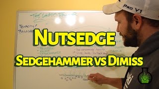 How To Kill Nutsedge  Sedgehammer vs Dismiss  The Grass Factor [upl. by Buff154]