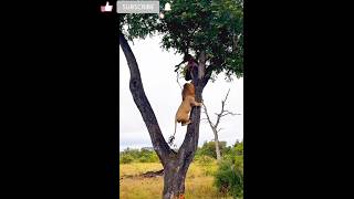 Lion Climbing on a Tree 2 Steal Leopard Foodshortswildlife [upl. by Byran]