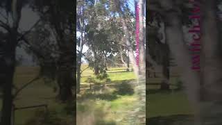 VLINE Albury NSW To Southern Cross 101024 vline shorts shortvideo train travel views [upl. by Yehsa]