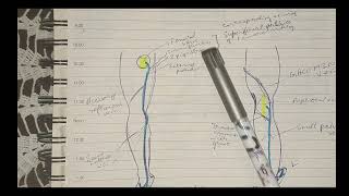 Superficial Veins Of Lower Limb No need to read 📚 after this [upl. by Elaynad]