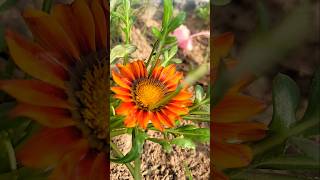 Gazania flower 🌼 flowers nature gardening garden winter winterflower [upl. by Cher]