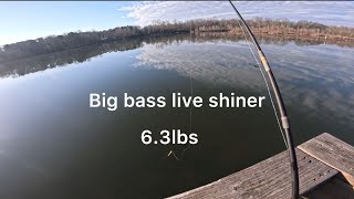 Big bass live shiner [upl. by Scot]