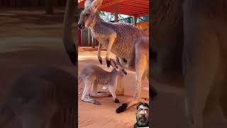 Biutyful kangaroo animals baby cute wildlife viral shorts subhanallah subscribe my channel [upl. by Baerl596]