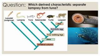 Cladograms and Dichotomous Key [upl. by Zzabahs]