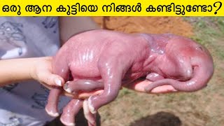 This Is What Newborn Animals Look Like   Malayalam  Razin Visuals [upl. by Aridatha72]