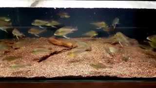 Geophagus altifrons quotCuruaquot [upl. by Joab]