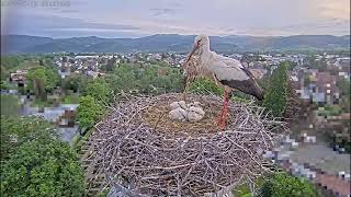 Kirchzarten Storchennest am 19 Mai 2023  Sonnenaufgang über dem Dreisamtal Angriff auf das Nest [upl. by Arno314]