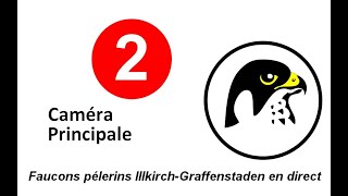 Faucons Pèlerins dIllkirch  Caméra 2 [upl. by Wahlstrom]