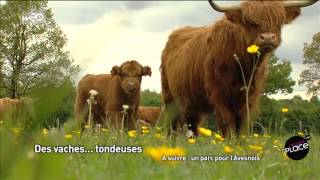 Des vaches tondeuses [upl. by Bernelle]