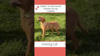 Lulabelle the Hunting Lab huntingdog huntinglab labpuppies [upl. by Ellitnahc]