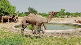 Most Beautiful Desert Camels camelcamels camells camellia [upl. by Fisch74]