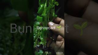 aquatic plants🌱 Bunnycart [upl. by Adlig11]