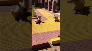 Janwar bhi bolte hain😂😂😂 shorts shortsfeed dog doglover funnyvideo [upl. by Philcox]