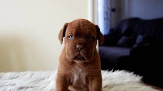 Dog for sale – Lion the 5 weeks old male Dogue de Bordeaux puppy [upl. by Adamina]