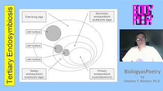 Tertiary Endosymbiosis [upl. by Weeks]