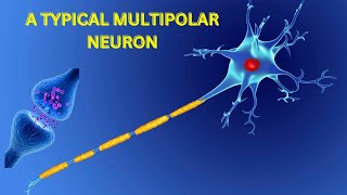 A TYPICAL MULTIPOLAR NEURON neuron cells organelles biology science eukaryotes humanbody [upl. by Antony]