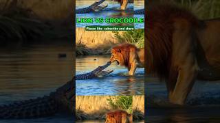 LION Vs CROCODILE Wildlife Battle [upl. by Odranreb]