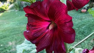 How To Grow Hollyhocks from Seed  Seed to Flowers [upl. by Ansilme980]