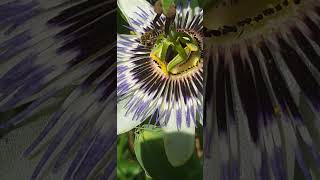 Bee foraging a Passionflower  Passiflore  Passiflora Caerulea [upl. by Ihana778]