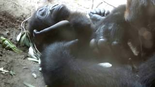 cute Sleeping Gorilla baby 9 months old quotRikiquot at Ueno zooゴリラの赤ちゃん（生後9ヶ月）リキ。上野動物園。 [upl. by Anert]