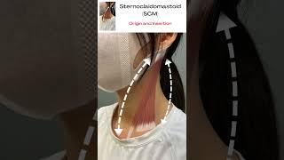 1 Sternocleidomastoid SCM Origin and Insertion [upl. by Atinihs]