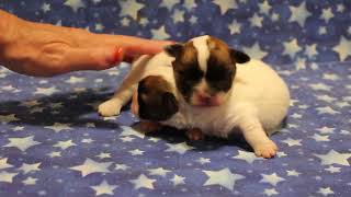 Coton de Tulear Puppies For Sale  Hannah 101024 [upl. by Enaxor164]