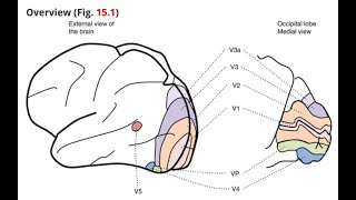 ABPPCN Neuroanatomy of Vision [upl. by Frankel408]