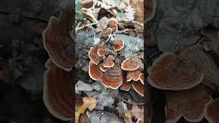 Stereum subtomentosum yellowing curtain crust mushroom funghi del legno autumn nature [upl. by Oira]