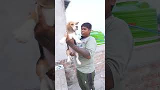 Home breed beagle puppy sell lowest price beagle naihati [upl. by Batish992]