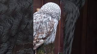 GREAT GREY OWL [upl. by Eedolem771]