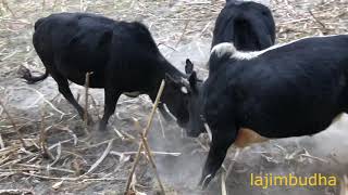 himalayan bull fight  bull fight  bull battle  bull rumble [upl. by Berkley163]