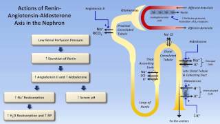 Sodium and Potassium Metabolism Renin Angiotensin Aldosterone and ADH [upl. by Ydissahc]