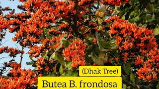 Dhak Tree  Butea B frondosa [upl. by Wertheimer]