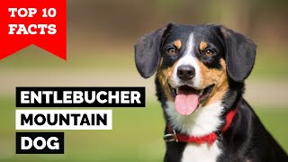 Entlebucher Mountain Dog  Top 10 Facts [upl. by Brott927]