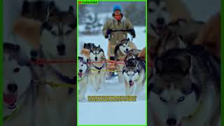 ALASKAN HUSKY SLED DOG  Iditarod  Dogsled  Mushing  Sled Dog Racing  Sled Dog Team shorts [upl. by Cristy]