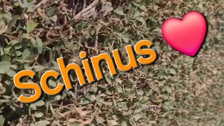 Schinus ❤️ [upl. by Savart]