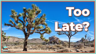 Could Joshua Trees Go Extinct [upl. by Ahsieuqal]