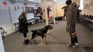 Training a REACTIVE ROTTWEILER session 1 [upl. by Karolyn]