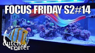 FF S214  Creating Optimal Flow in a Reef Tank [upl. by Ayocat]