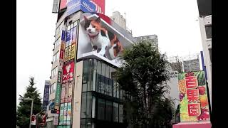 Nuovo gatto gigante 3D Tokyo [upl. by Medorra]