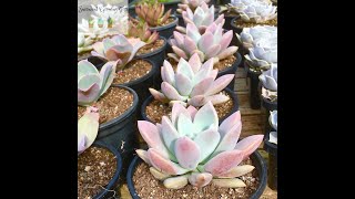 Graptoveria Opalina Quick Overview amp Care Tips [upl. by Ahsiner]