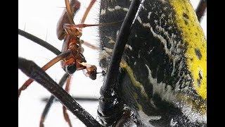 nephila mating extreme macro [upl. by Kincaid]