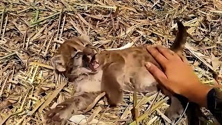 A man rescued an orphaned lynx he took it home and scared the neighbors [upl. by Denae]