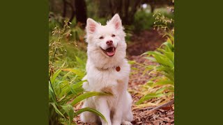 Excited Puppies Sound Effect [upl. by Selin]