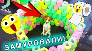 ИГРОВАЯ КОМНАТА  Полоса ПРЕПЯТСТВИЙ ДЛЯ СОБАКИ ИЗ ТУАЛЕТНОЙ БУМАГИ  Elli Di Pets [upl. by Kallick]